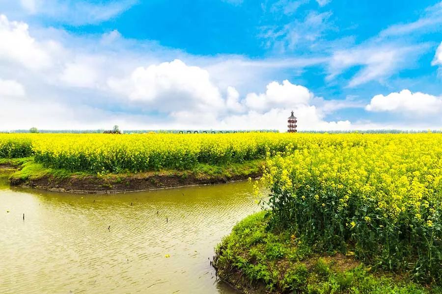 中国最美的14处油菜花海,从2月美到8月,一望无际