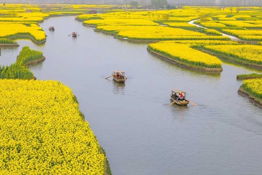 中国最美的14处油菜花海,从2月美到8月,一望无际