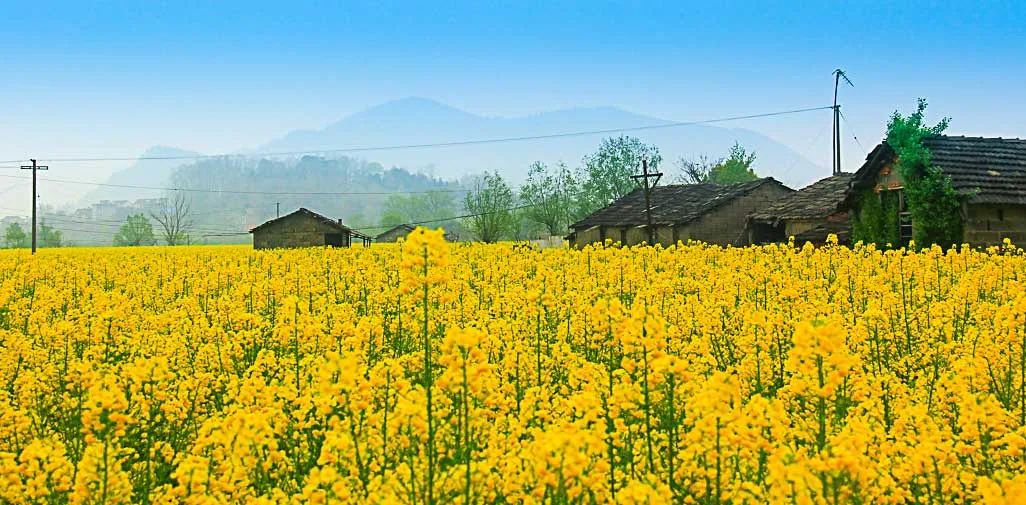 中国最美的14处油菜花海,从2月美到8月,一望无际