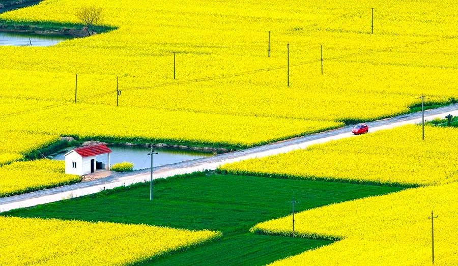 中国最美的14处油菜花海,从2月美到8月,一望无际