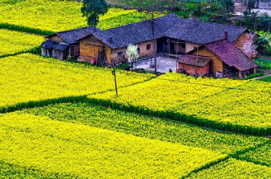 中国最美的14处油菜花海,从2月美到8月,一望无际