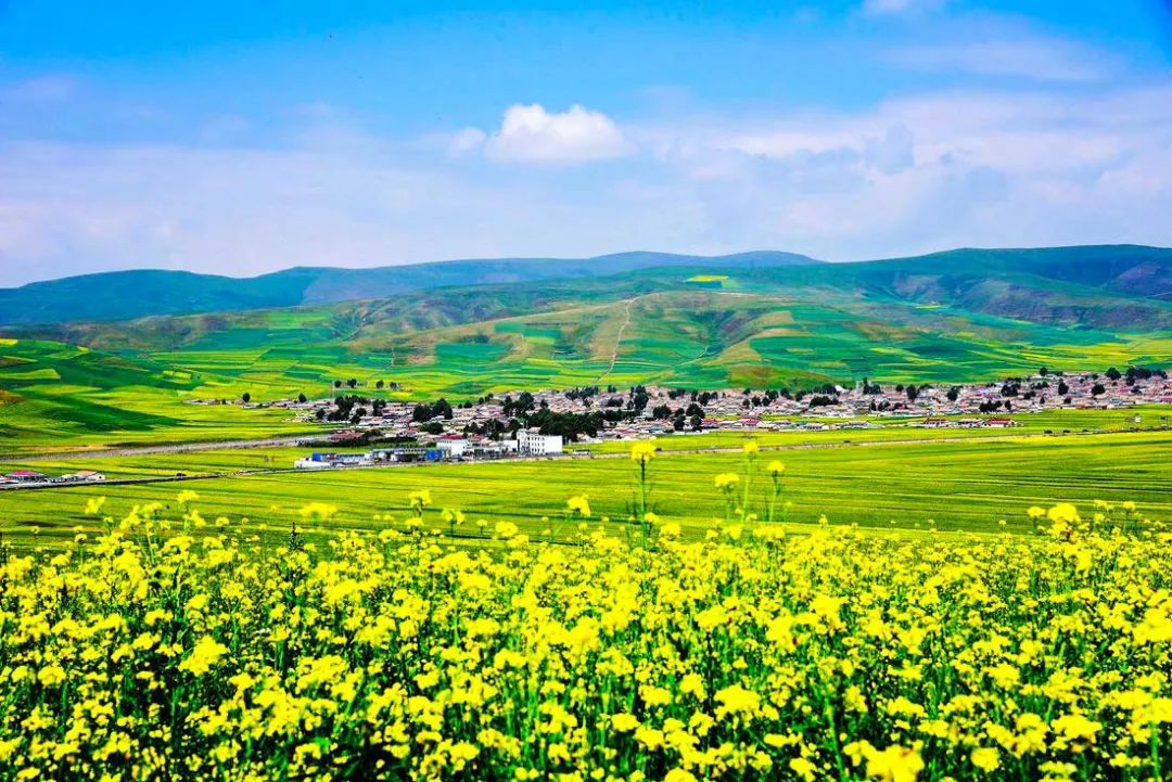 中国最美的14处油菜花海,从2月美到8月,一望无际