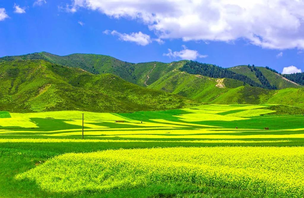 中国最美的14处油菜花海,从2月美到8月,一望无际