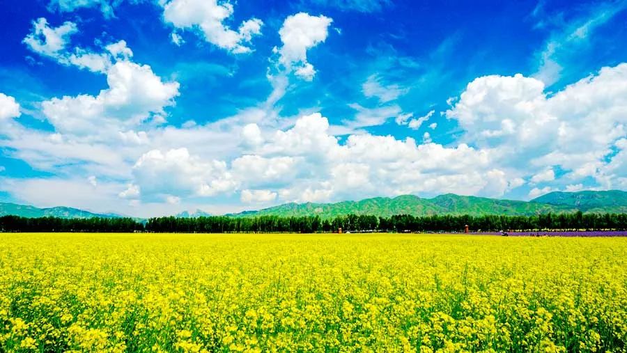 中国最美的14处油菜花海,从2月美到8月,一望无际