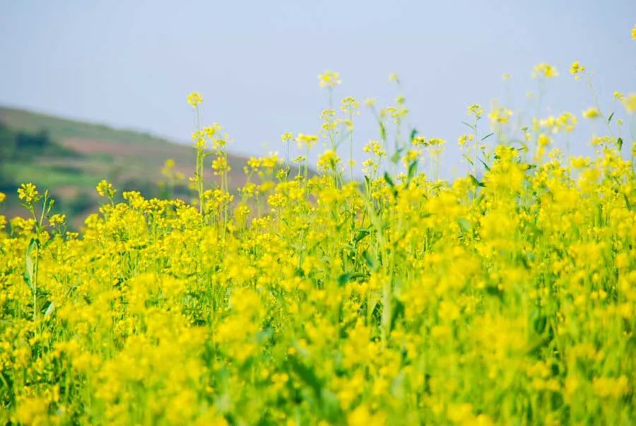 中国最美的14处油菜花海,从2月美到8月,一望无际