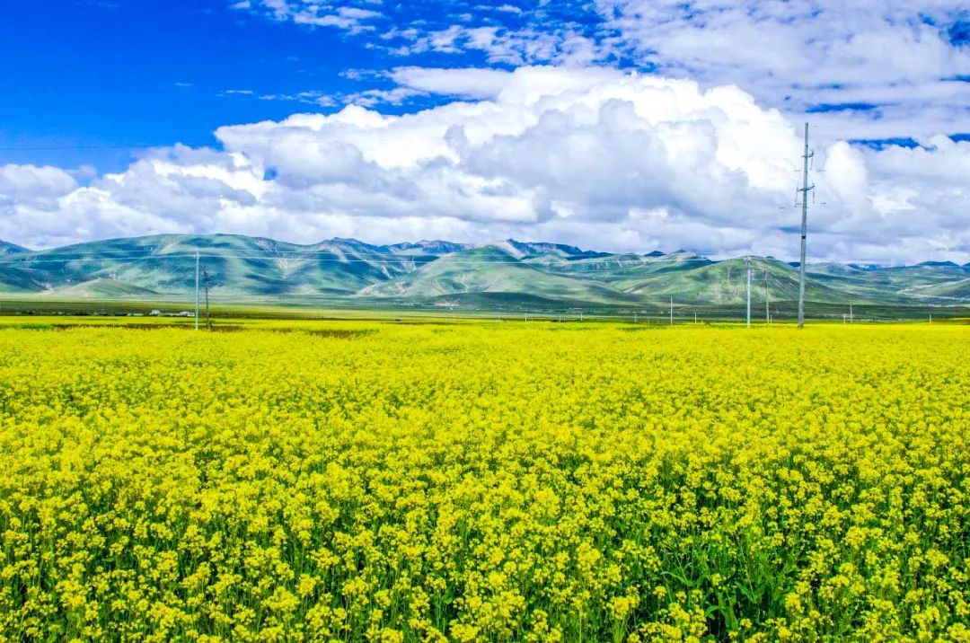 中国最美的14处油菜花海,从2月美到8月,一望无际