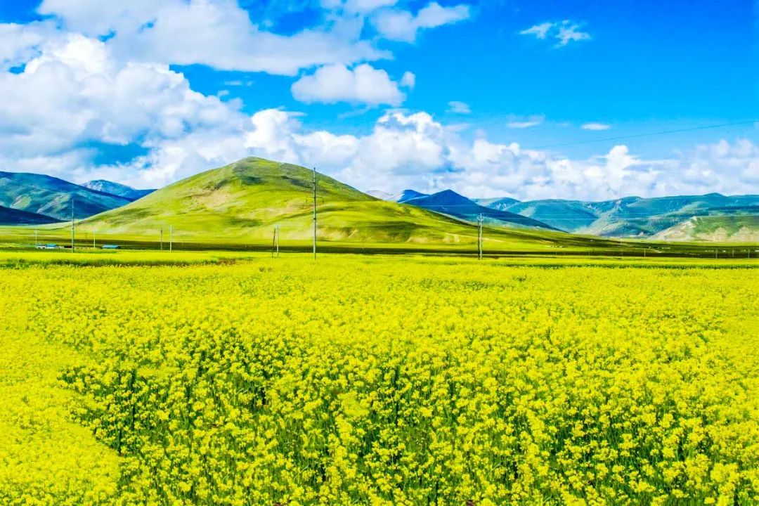 中国最美的14处油菜花海，从2月美到8月，一望无际