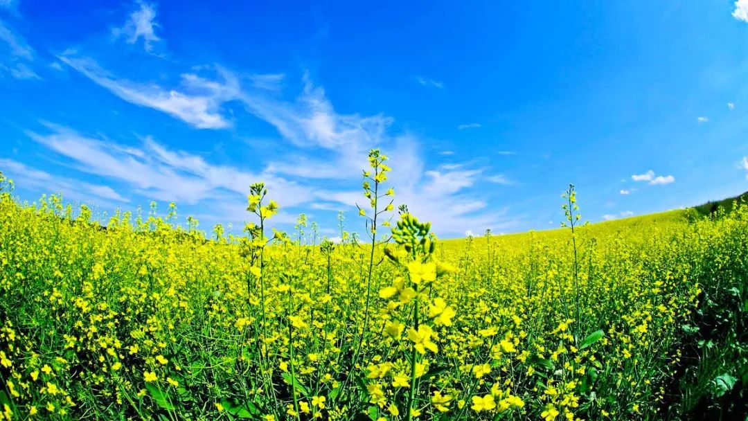 中国最美的14处油菜花海,从2月美到8月,一望无际