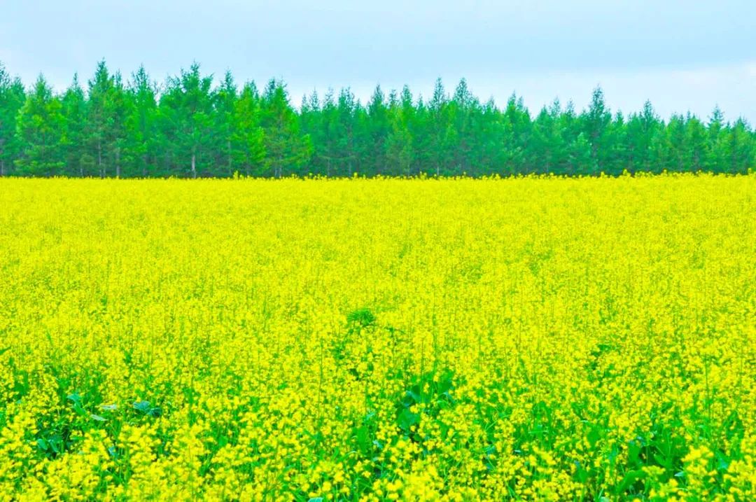 中国最美的14处油菜花海，从2月美到8月，一望无际