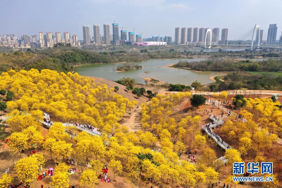 　　2月21日，游人在南宁市青秀山风景区观赏盛开的黄花风铃木（无人机照片）。　　近日，广西南宁市青秀山风景区黄花风铃木盛放，吸引众多游人前来观赏。　　新华社记者 周华 摄