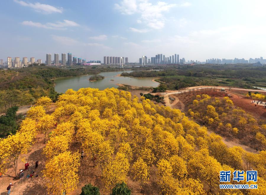 　　这是南宁市青秀山风景区盛开的黄花风铃木（2月21日摄，无人机照片）。　　近日，广西南宁市青秀山风景区黄花风铃木盛放，吸引众多游人前来观赏。　　新华社记者 周华 摄