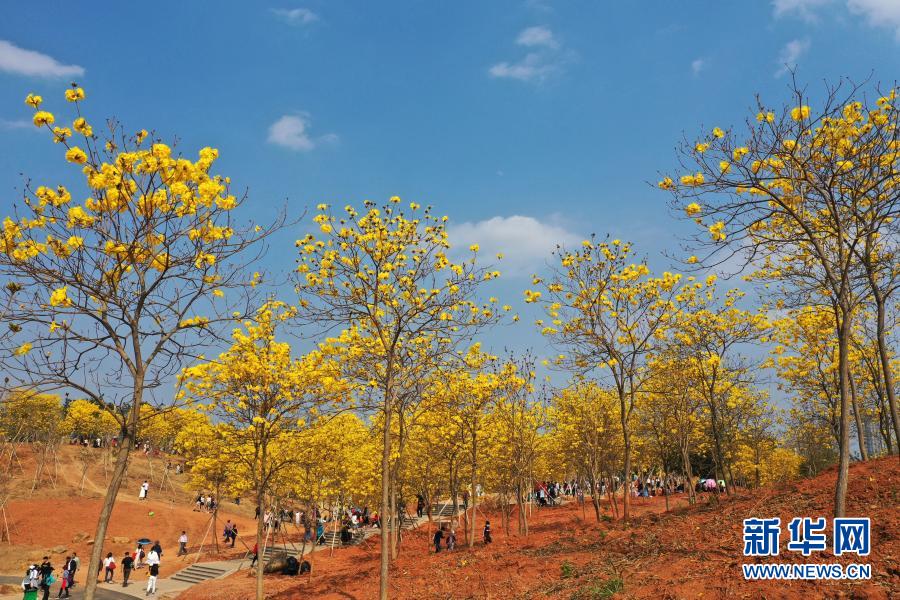 　　2月21日，游人在南宁市青秀山风景区观赏盛开的黄花风铃木（无人机照片）。　　近日，广西南宁市青秀山风景区黄花风铃木盛放，吸引众多游人前来观赏。　　新华社记者 周华 摄