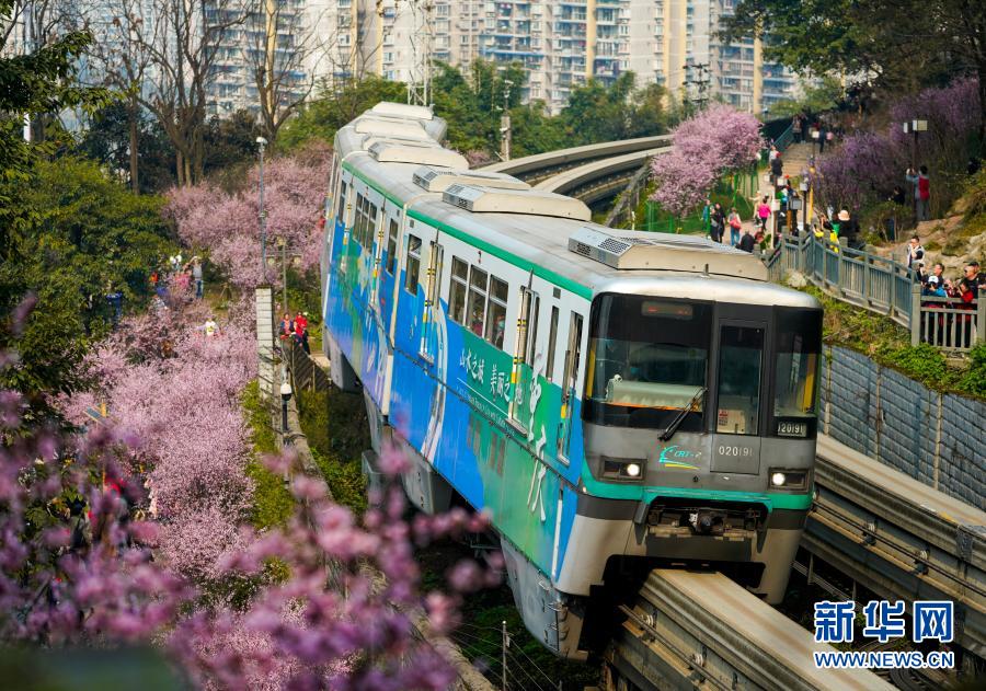 2月23日，在重庆轨道交通2号线佛图关段，一列单轨列车穿越花海奔驰而过。初春时节，重庆气温逐渐回暖，暖阳里的山城春意盎然。在重庆轨道交通2号线佛图关段，山城步道上的梅花簇簇绽放，单轨列车穿越花海，组成一幅赏心悦目的独特城市景观。新华社记者 刘潺 摄