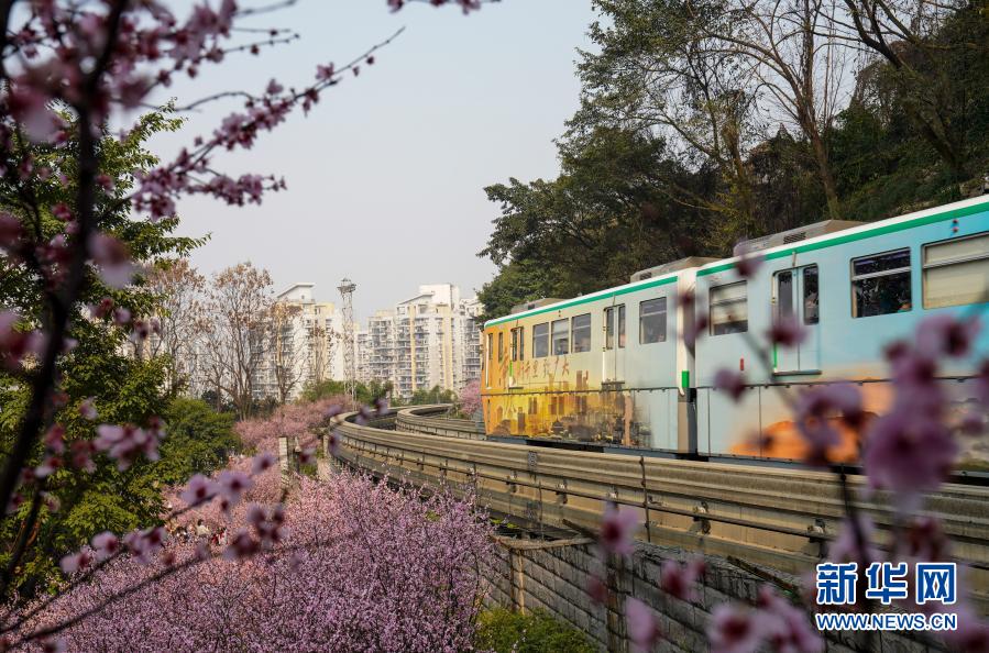 2月23日，在重庆轨道交通2号线佛图关段，一列单轨列车穿越花海奔驰而过。初春时节，重庆气温逐渐回暖，暖阳里的山城春意盎然。在重庆轨道交通2号线佛图关段，山城步道上的梅花簇簇绽放，单轨列车穿越花海，组成一幅赏心悦目的独特城市景观。新华社记者 刘潺 摄