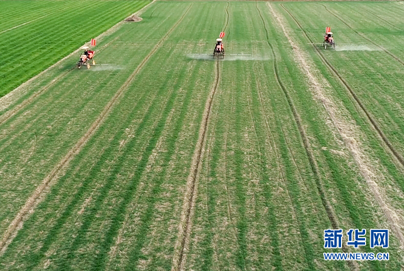 2月23日，在安徽省五河县临北回族乡段庄村，农民驾驶农业机械在麦田喷洒农药（无人机照片）。