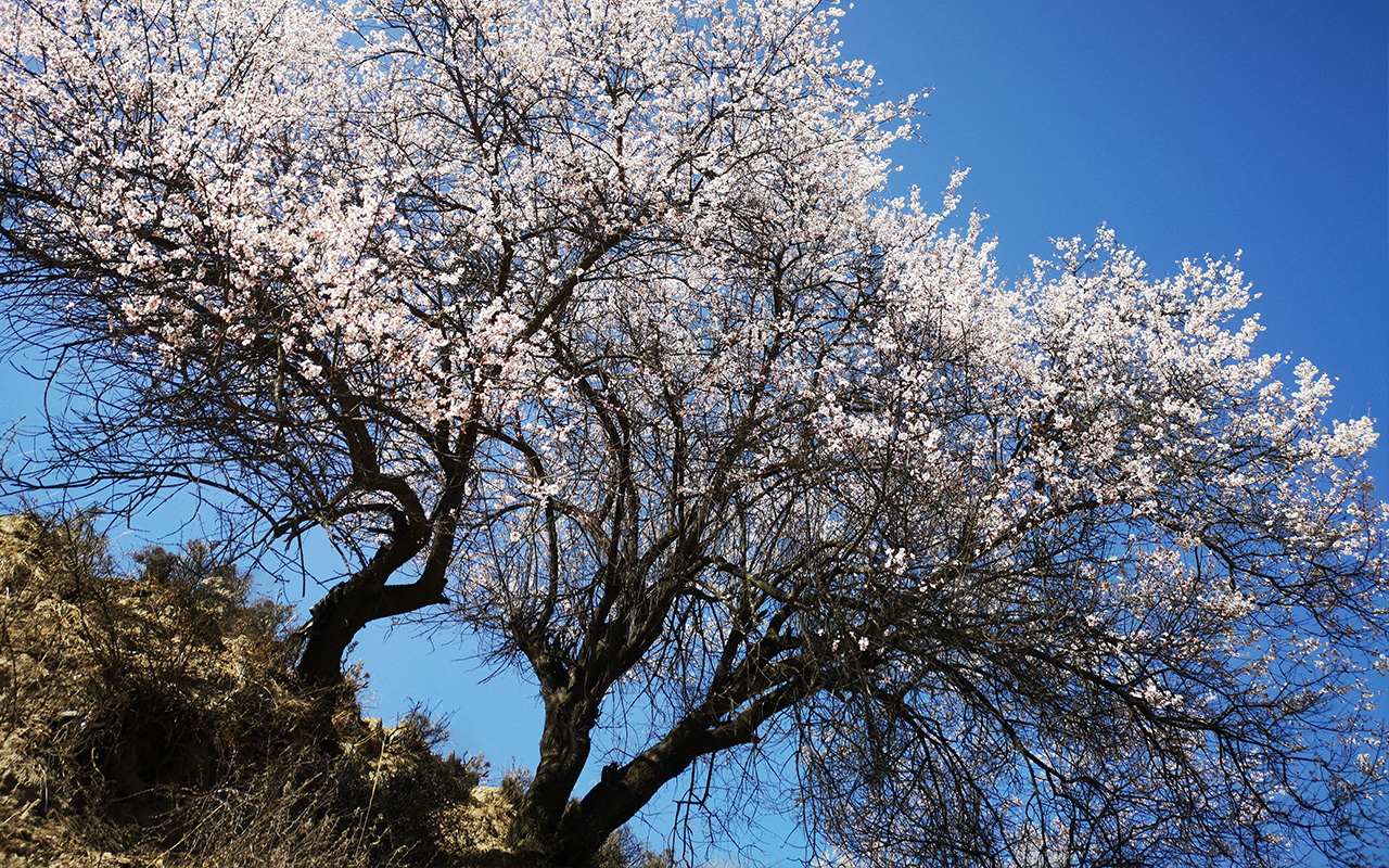 别再错过最美花期了！2021火热景点花期预测，错过等一年