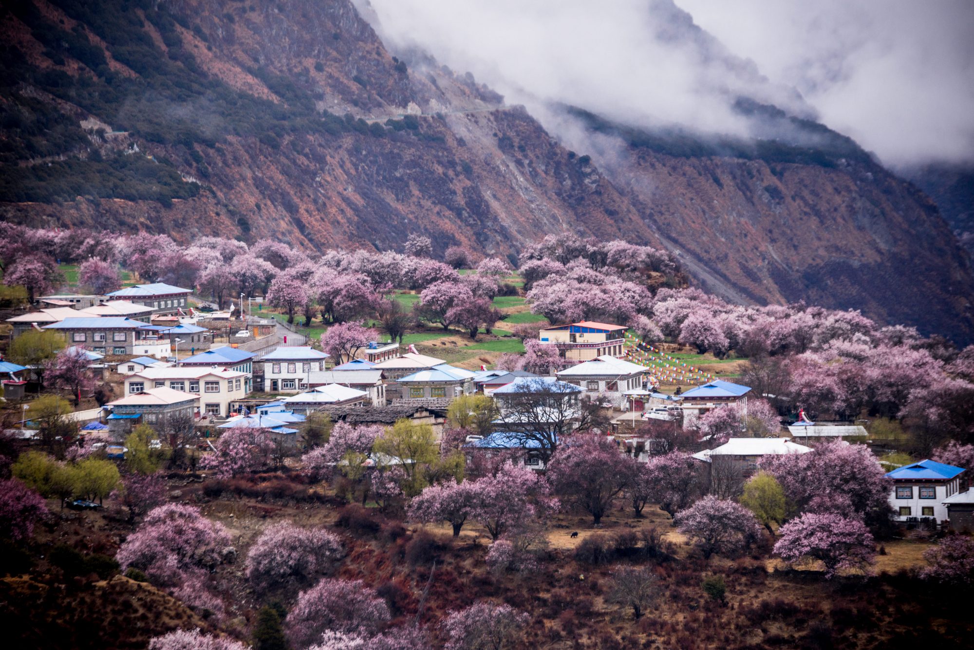 别再错过最美花期了！2021火热景点花期预测，错过等一年