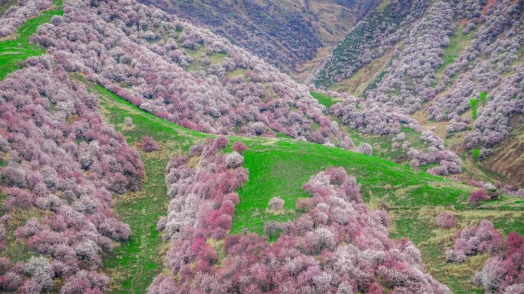 别再错过最美花期了！2021火热景点花期预测，错过等一年