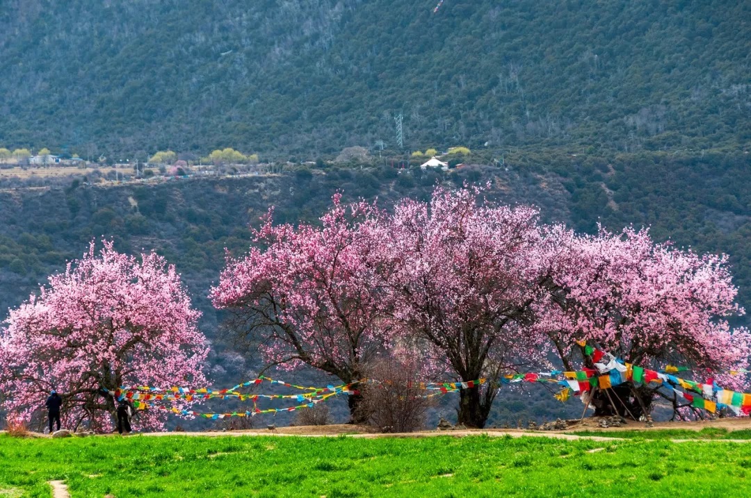 春天最适合小住三五天的12个地方，错过这些美景，又要等一年