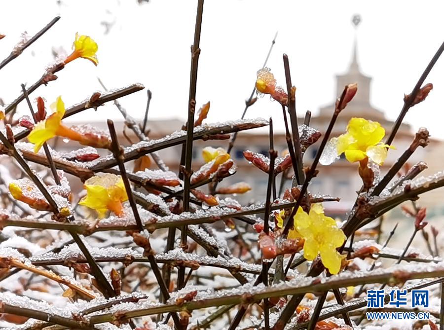 　　3月1日在北京中国人民革命军事博物馆附近拍摄的被冰雪覆盖的迎春花。　　当日，北京部分地区迎来降雪。新华社记者 罗晓光 摄