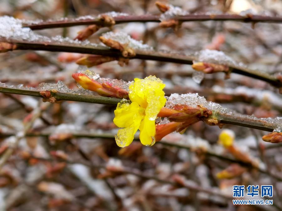 　　3月1日在北京街头拍摄的被冰雪覆盖的迎春花。　　当日，北京部分地区迎来降雪。新华社记者 罗晓光 摄