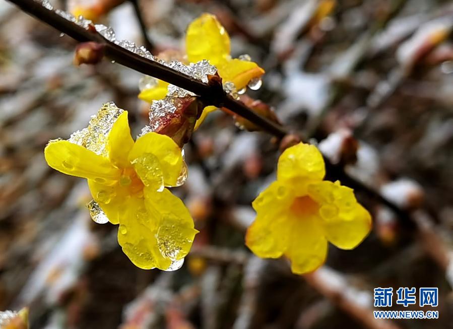 　　3月1日在北京街头拍摄的被冰雪覆盖的迎春花。　　当日，北京部分地区迎来降雪。新华社记者 罗晓光 摄
