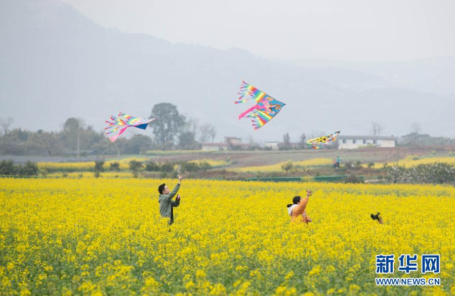 　　2月27日，游客在成都市金堂县三溪镇长林村油菜花田里放风筝。　　初春的川西平原，金黄的油菜花、雪白的李花、粉红的桃花等竞相绽放，构成一幅美丽的乡村画卷，吸引不少游客前来踏青、赏花。　　新华社记者 江宏景 摄