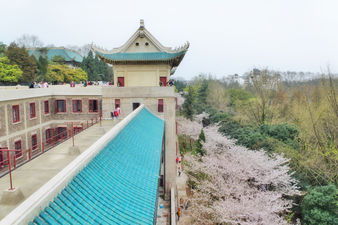 看樱花不必赴日本，中国5大赏樱胜地，春天花海绚烂，你去过几个