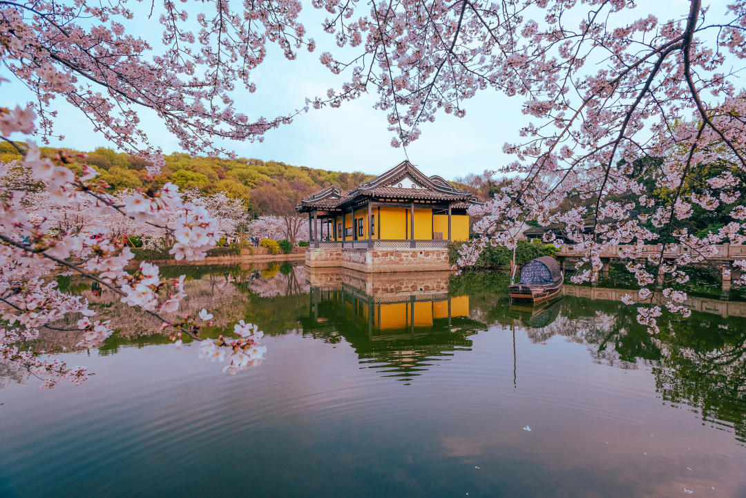 看樱花不必赴日本，中国5大赏樱胜地，春天花海绚烂，你去过几个