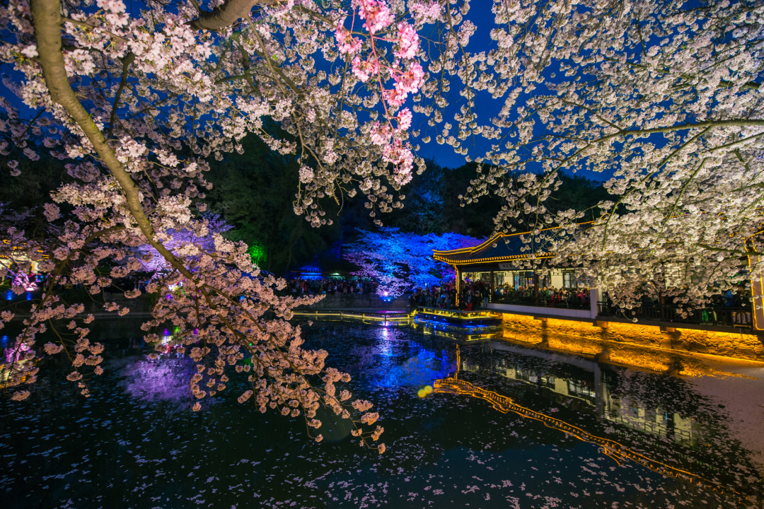 看樱花不必赴日本，中国5大赏樱胜地，春天花海绚烂，你去过几个