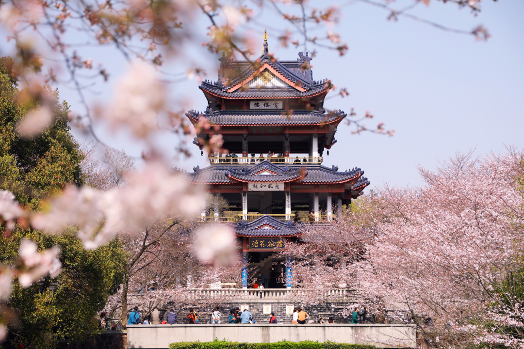 看樱花不必赴日本，中国5大赏樱胜地，春天花海绚烂，你去过几个