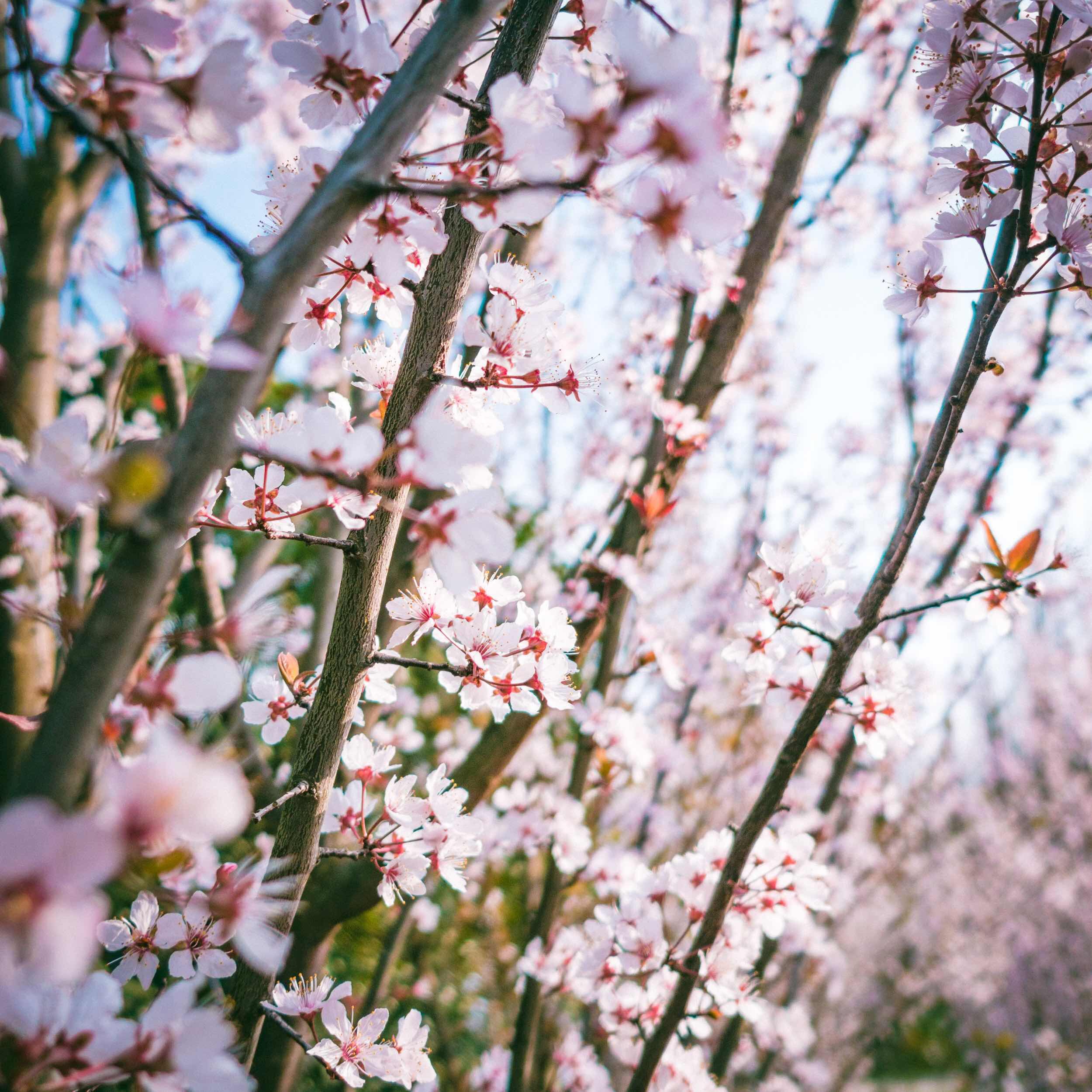 看樱花不必赴日本，中国5大赏樱胜地，春天花海绚烂，你去过几个