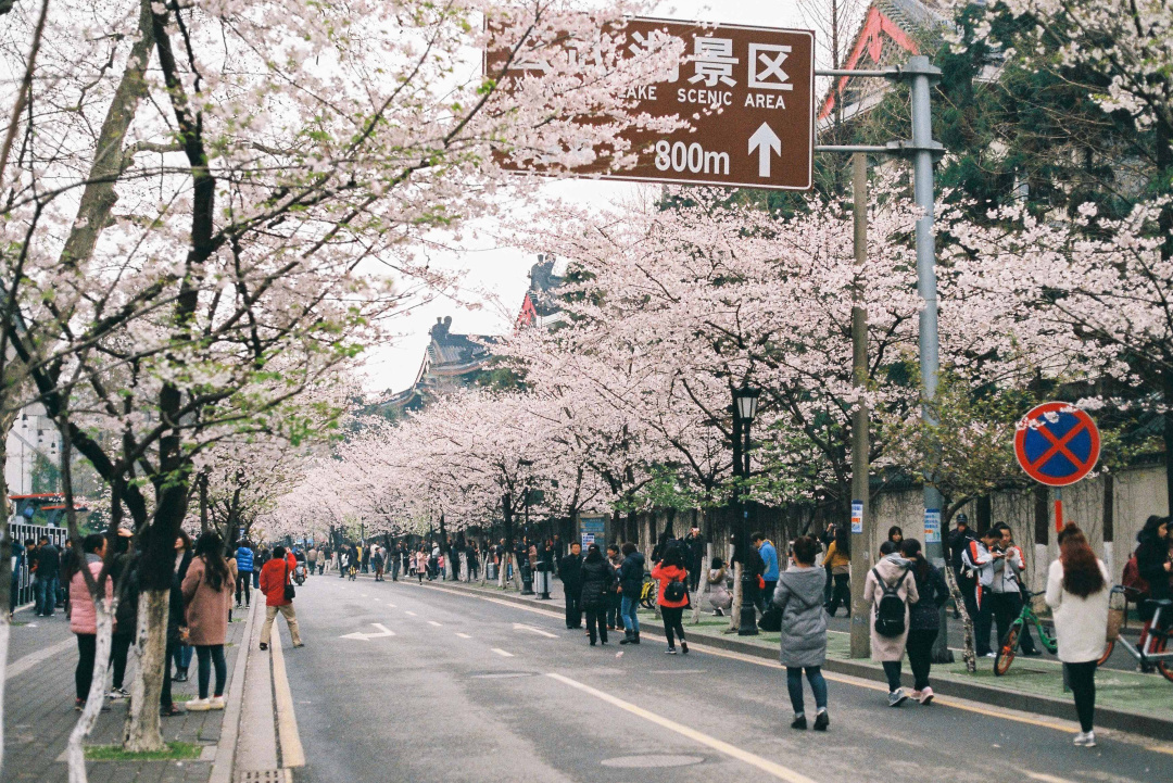 看樱花不必赴日本,中国5大赏樱胜地,春天花海绚烂,你去过几个