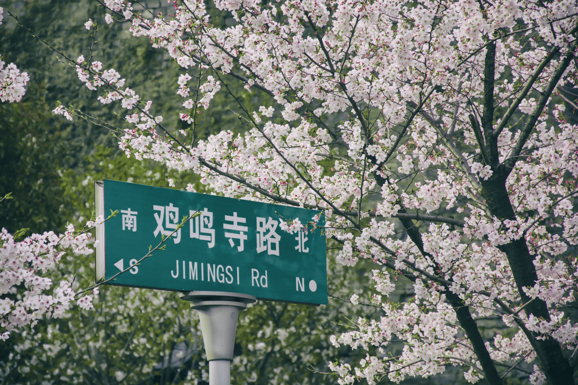 看樱花不必赴日本，中国5大赏樱胜地，春天花海绚烂，你去过几个