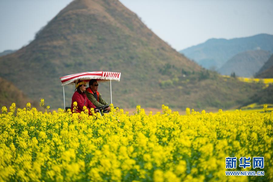 　　游客在罗平县金鸡峰丛景区观赏油菜花（3月2日摄）。新华社记者 王冠森 摄
