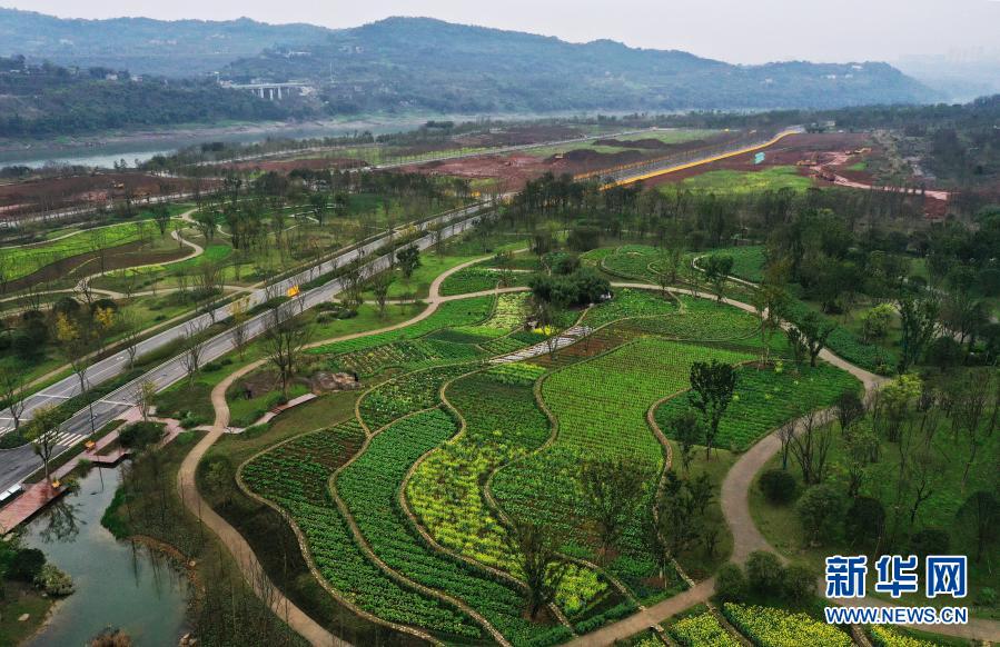 　　这是3月2日拍摄的广阳岛景色（无人机照片）。　　初春时节，重庆广阳岛上300余亩油菜花竞相绽放，秀美如画。近年来，重庆市按照“共抓大保护、不搞大开发”和生态文明建设要求，把广阳岛等江心岛作为重要“生态留白”，全面加强保护与修复，使之成为“生态岛”。　　新华社记者王全超摄