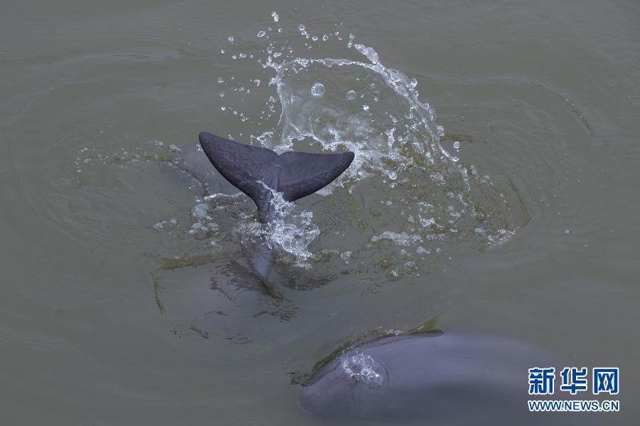 　　3月3日，在安徽省铜陵淡水豚国家级自然保护区，江豚在水中玩耍。　新华社记者杜宇摄