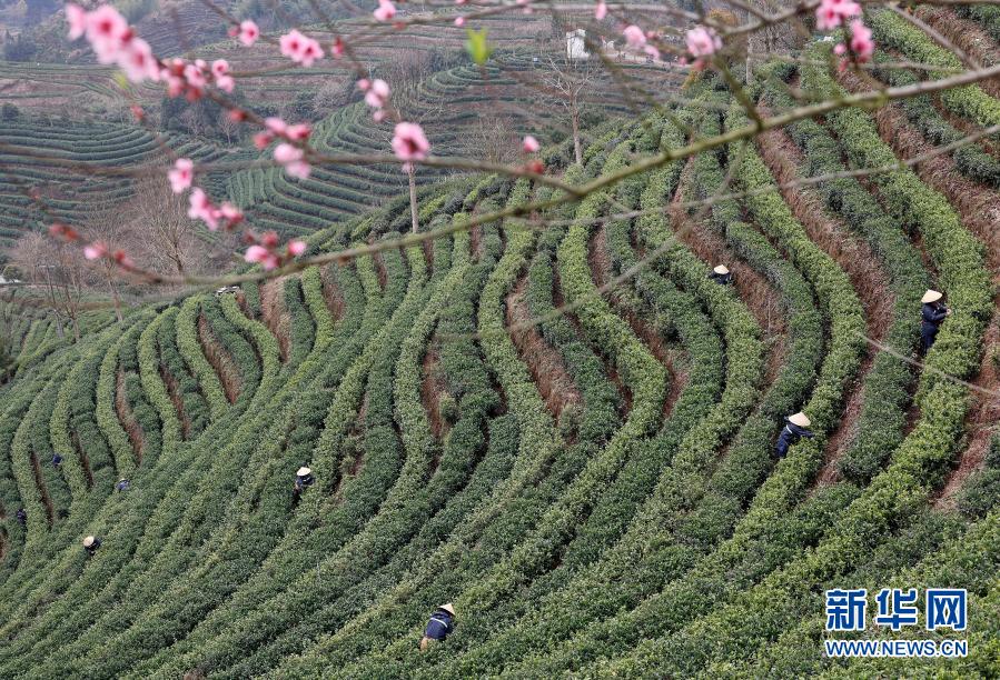 　　3月4日，茶农在景宁畲族自治县澄照乡三石村的茶园采摘春茶。　　时下，浙江省丽水市景宁畲族自治县的春茶进入采摘期。在绿意盎然的茶园里，茶农在一排排盘旋而上的茶树丛中抢摘春茶，忙碌的身影犹如跳动的音符，演奏出一支支动人的采茶舞曲。　　新华社发（李肃人 摄）