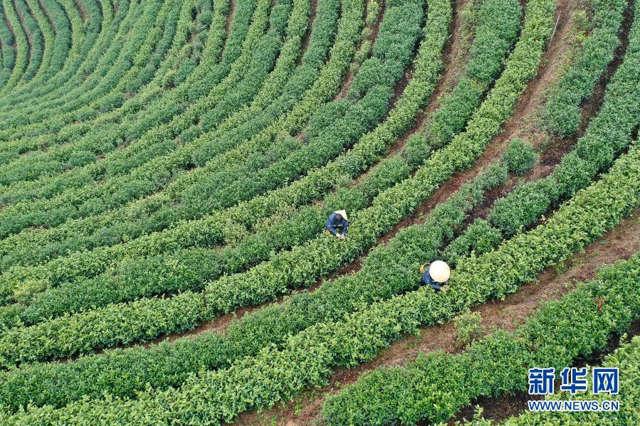 　　3月4日，茶农在景宁畲族自治县澄照乡三石村的茶园采摘春茶（无人机照片）。　　时下，浙江省丽水市景宁畲族自治县的春茶进入采摘期。在绿意盎然的茶园里，茶农在一排排盘旋而上的茶树丛中抢摘春茶，忙碌的身影犹如跳动的音符，演奏出一支支动人的采茶舞曲。　　新华社发（李肃人 摄）