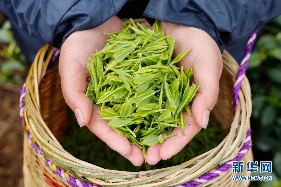 　　3月4日，在景宁畲族自治县澄照乡三石村的茶园里，茶农展示采摘的春茶鲜叶。　　时下，浙江省丽水市景宁畲族自治县的春茶进入采摘期。在绿意盎然的茶园里，茶农在一排排盘旋而上的茶树丛中抢摘春茶，忙碌的身影犹如跳动的音符，演奏出一支支动人的采茶舞曲。　　新华社发（李肃人 摄）