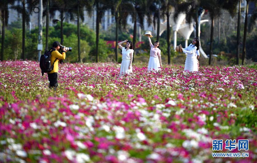 　　3月6日，游人在花海中拍照留念。　　眼下，海口市近郊鲜花竞相盛放，吸引市民和游客前来观赏游玩。　　新华社记者 郭程 摄