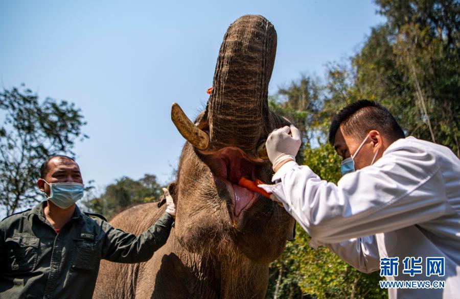 　　“象爸爸”为一头名叫“小强”的大象检查口腔（3月6日摄）。　　在位于云南省西双版纳傣族自治州的亚洲象种源繁育及救助中心，专职驯养员“象爸爸”每天都要为这里的大象体检，包括测量大象的胸、腹围以及体温、体重、牙齿等相关健康数据，除此之外，接受救护的大象还定期接受全面体检。亚洲象是国家一级重点保护野生动物，我国境内目前仅存300余头，主要分布在云南的西双版纳、普洱和临沧等地。　　新华社记者 江文耀 摄