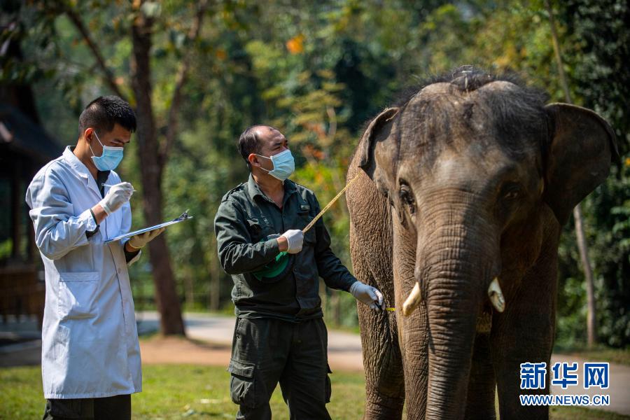 　　“象爸爸”为一头名叫“小强”的大象测量胸围（3月6日摄）。新华社记者 江文耀 摄