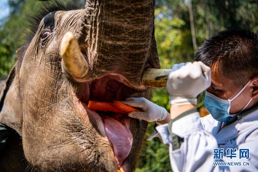 　　“象爸爸”为一头名叫“小强”的大象检查口腔（3月6日摄）。新华社记者 江文耀 摄