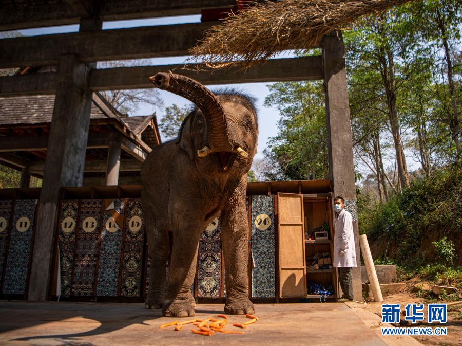　　“象爸爸”为一头名叫“小强”的大象测量体重（3月6日摄）。新华社记者 江文耀 摄