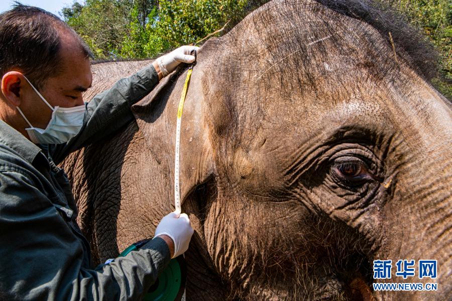 　　“象爸爸”为一头名叫“小强”的大象检查耳朵（3月6日摄）。新华社记者 江文耀 摄