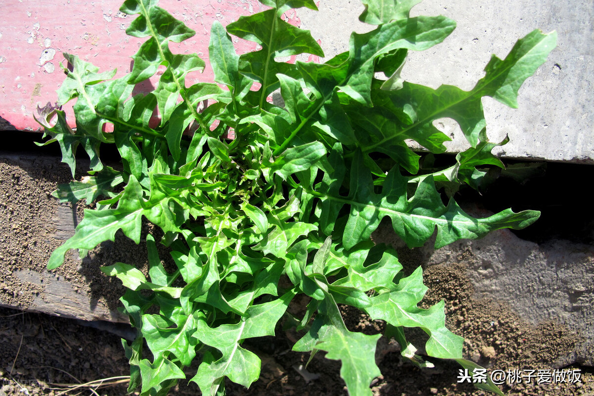 春天必吃的6种野菜,比肉还香,谁是你的心头好?