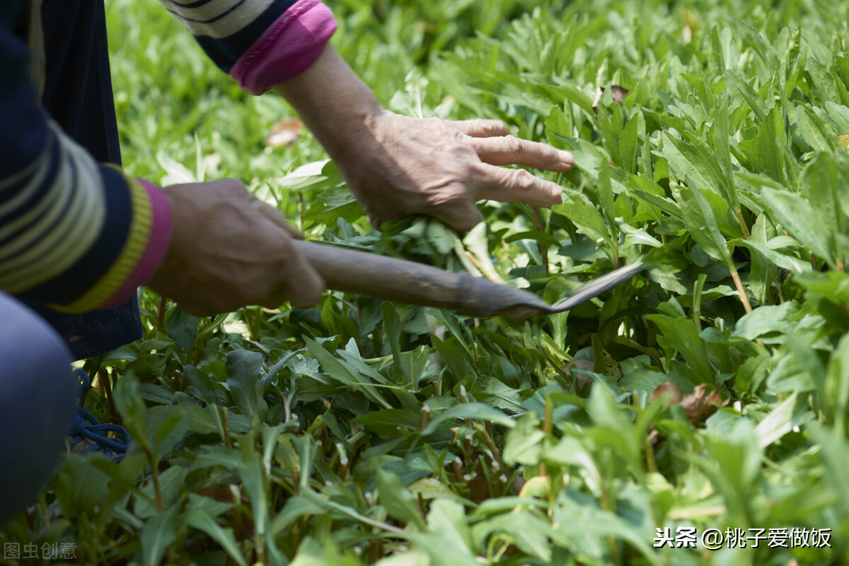 春天必吃的6种野菜,比肉还香,谁是你的心头好?