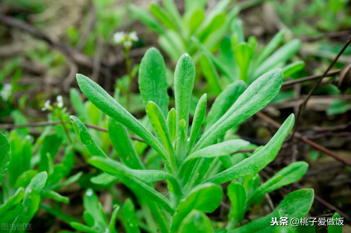 春天必吃的6种野菜,比肉还香,谁是你的心头好?