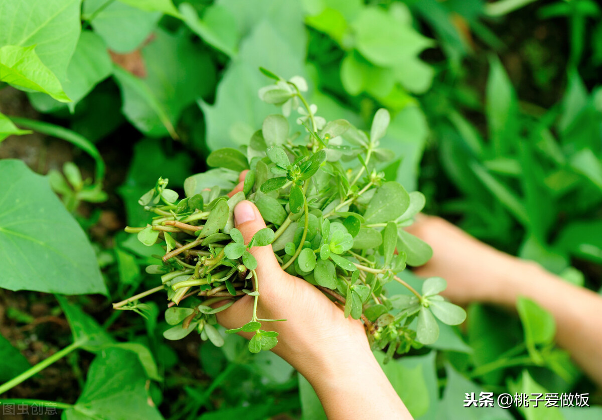 春天必吃的6种野菜,比肉还香,谁是你的心头好?